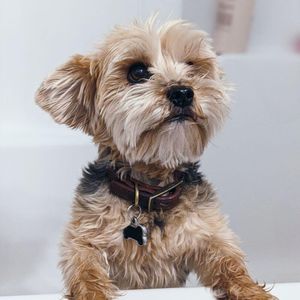 Silence the Noise: A Guide to Bark Collars for Small Dogs