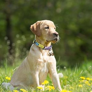 Discover the Best Dog Collar Bells: Safety, Style, & Sound