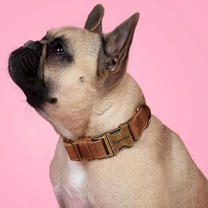 Personalized Elegance: Find The Perfect Dog Collar with Name