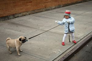 What Type of Collar is Best for Dog Training?