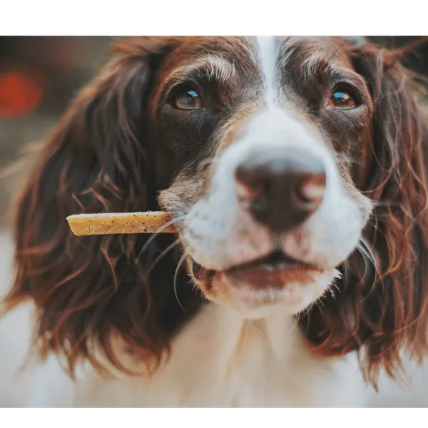 The Best Freeze Dried Dog Treats: Fido Will Love You!
