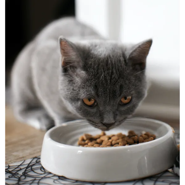 Cat Food Mats: Mealtime Majesty for Finicky Felines!
