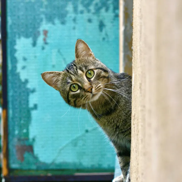 Elevate Your Cat's Playtime: Purrfect Cat Wall Furniture!