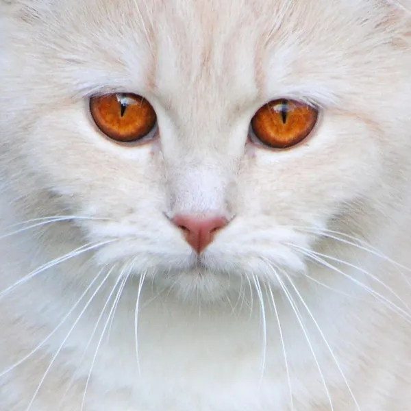 Why Cat's Have Whiskers: The Secret Explained!