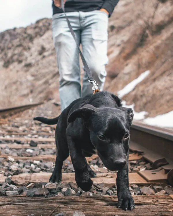 Is It Better to Walk a Dog with a Harness or Collar?