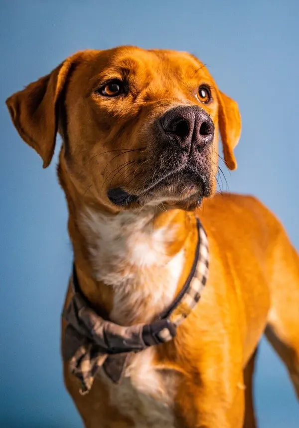 What Kind Of Collar Is Best For Your Dog?