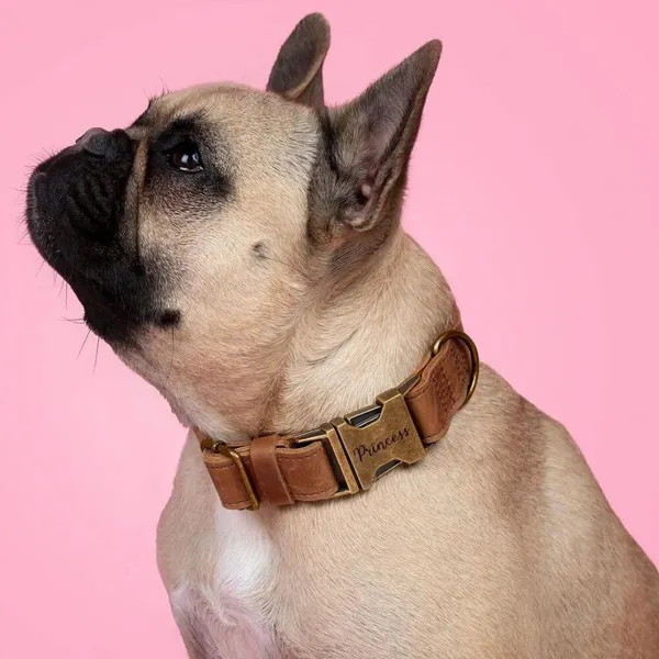 Personalized Elegance: Find The Perfect Dog Collar with Name