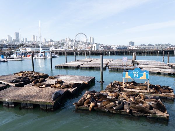 Sea lions pier 39