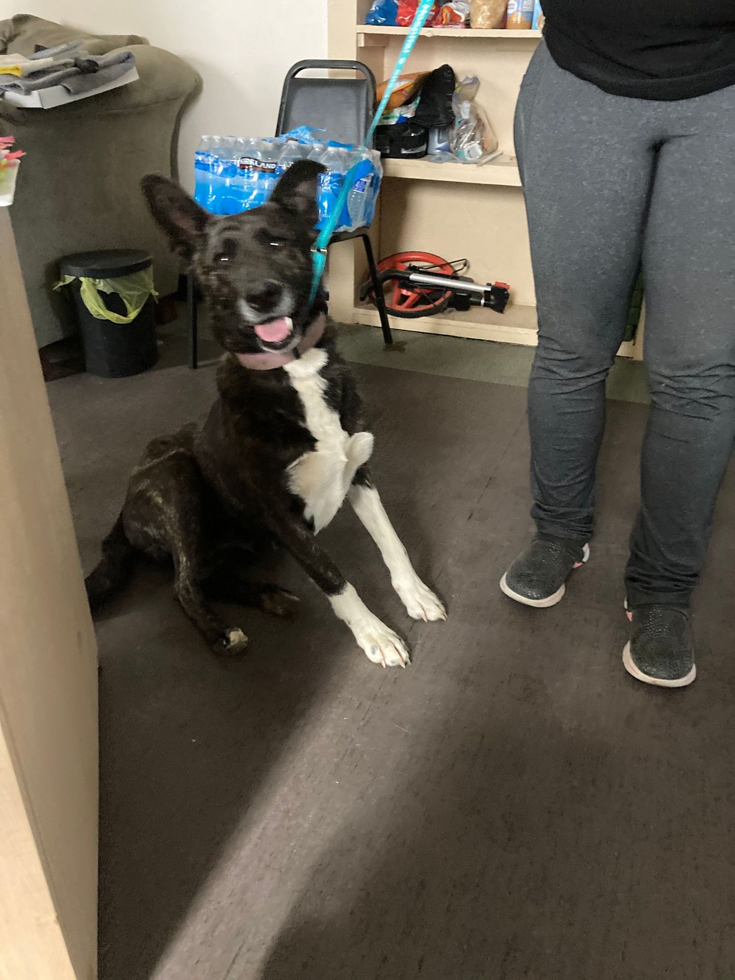 Estancia Public Notice: Dog Available For Adoption