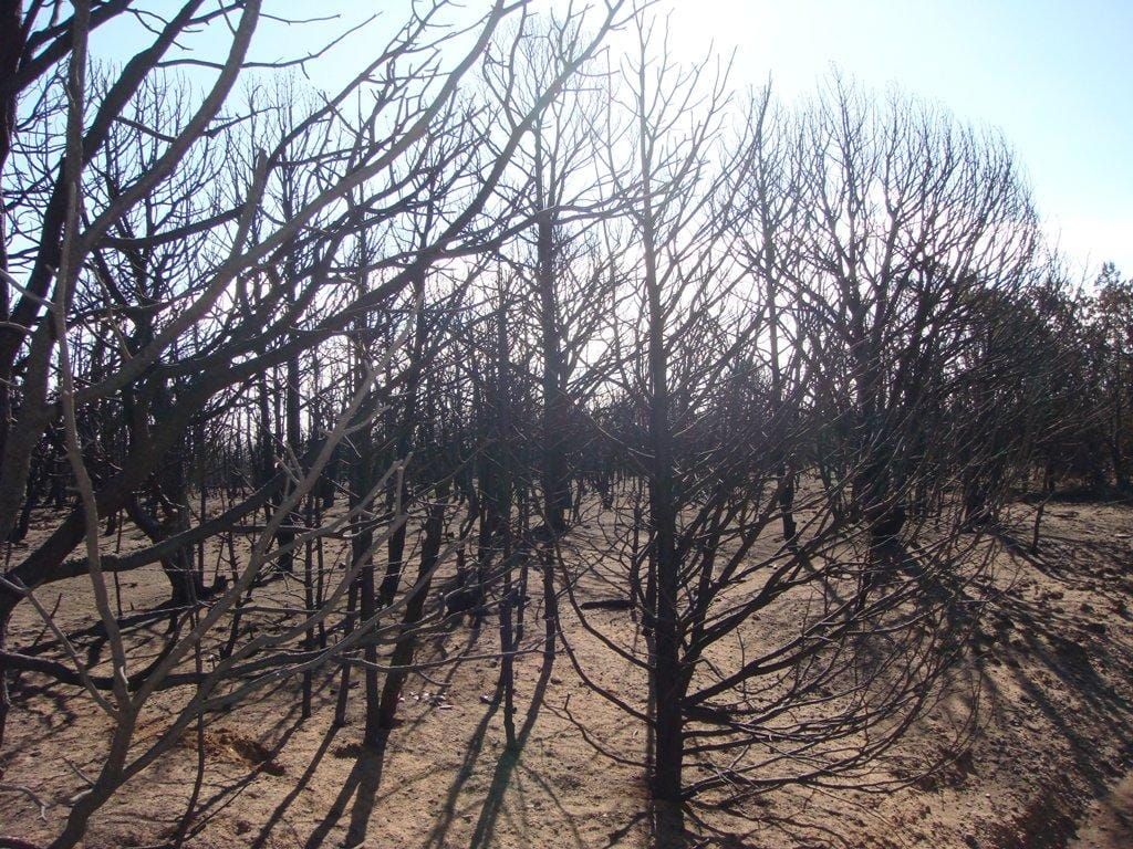 High Wind and Fire Danger Threaten Torrance County and the Manzano Mountains