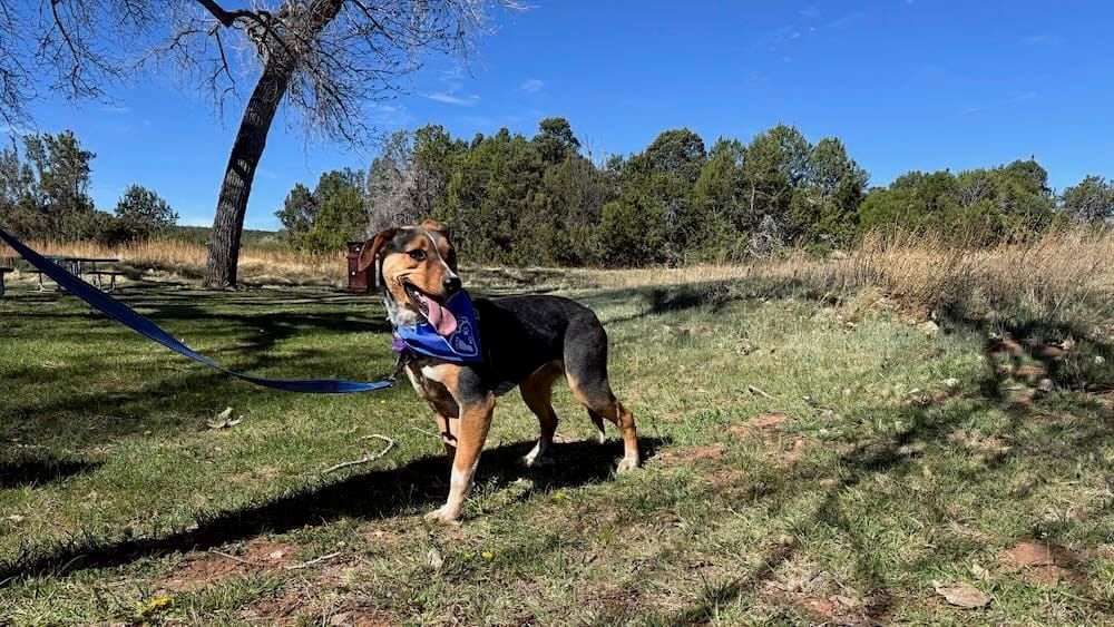 Dogs Explore Ancient Ruins at BARK in the Park Event at Salinas Pueblo Missions National Monument