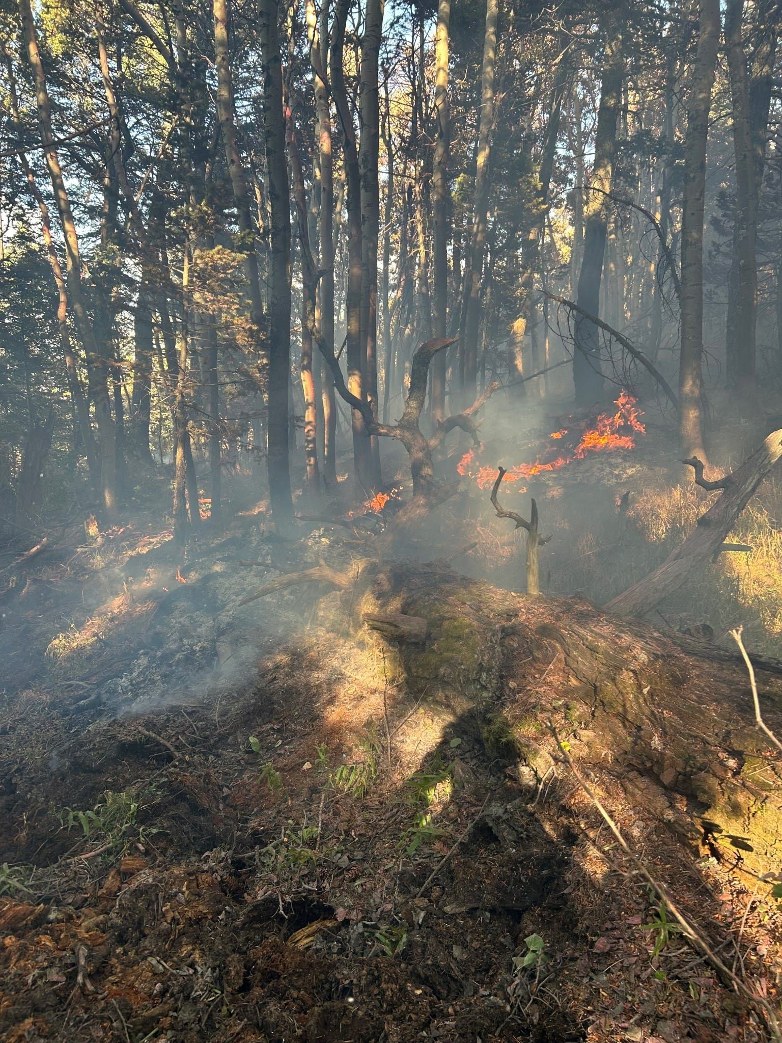 Ox Fire contained at half-acre in Manzano Mountain Wilderness as crews continue mop-up