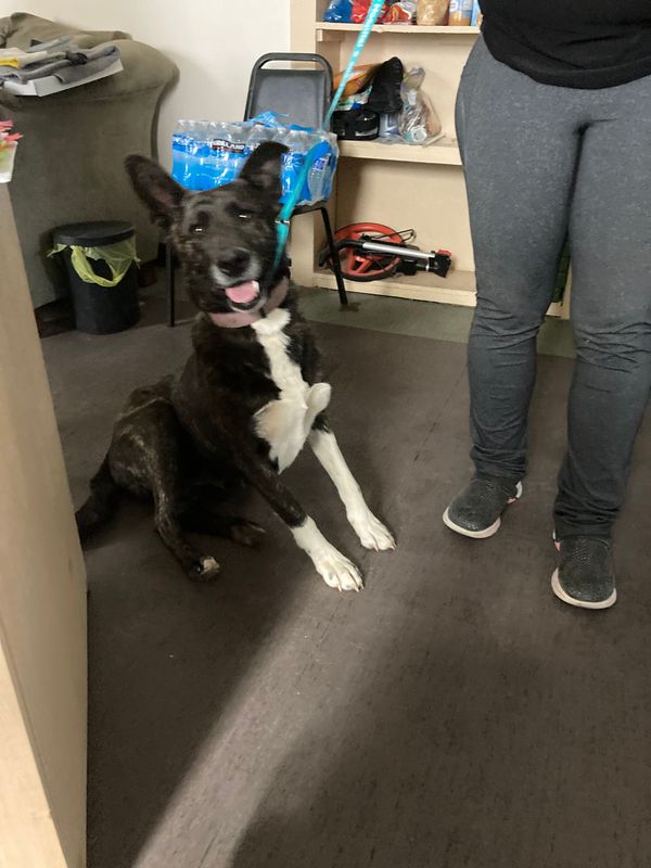 Estancia Public Notice: Dog Available For Adoption