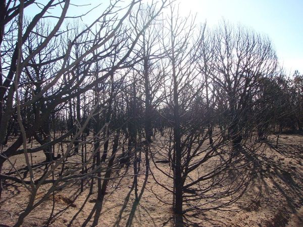 High Wind and Fire Danger Threaten Torrance County and the Manzano Mountains