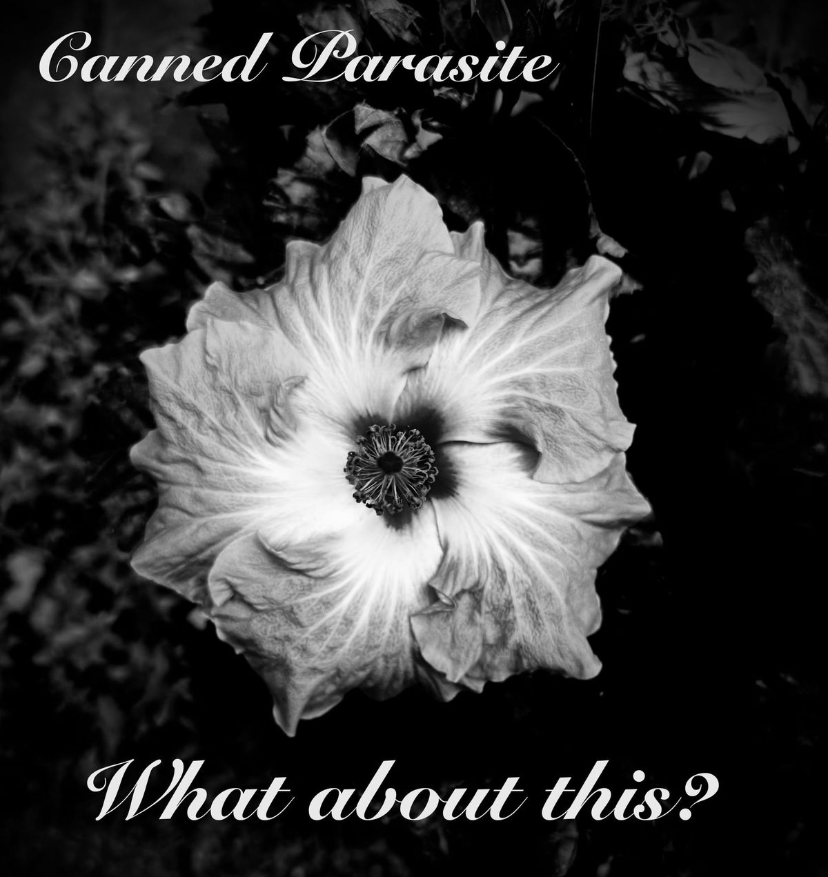 A picture of a large flower in stark black and white with the text “Canned Parasite” atop, and “What about this?” at the bottom. 