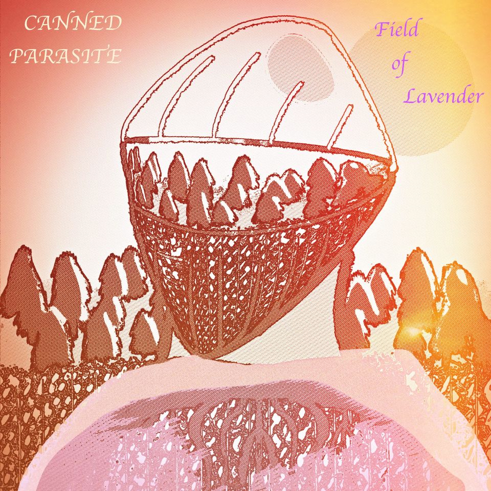 Field of Lavender