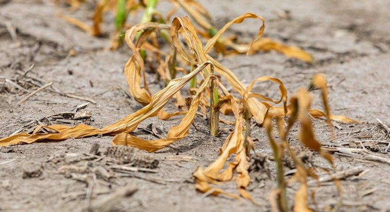 Aszálykár bejelentése 2022