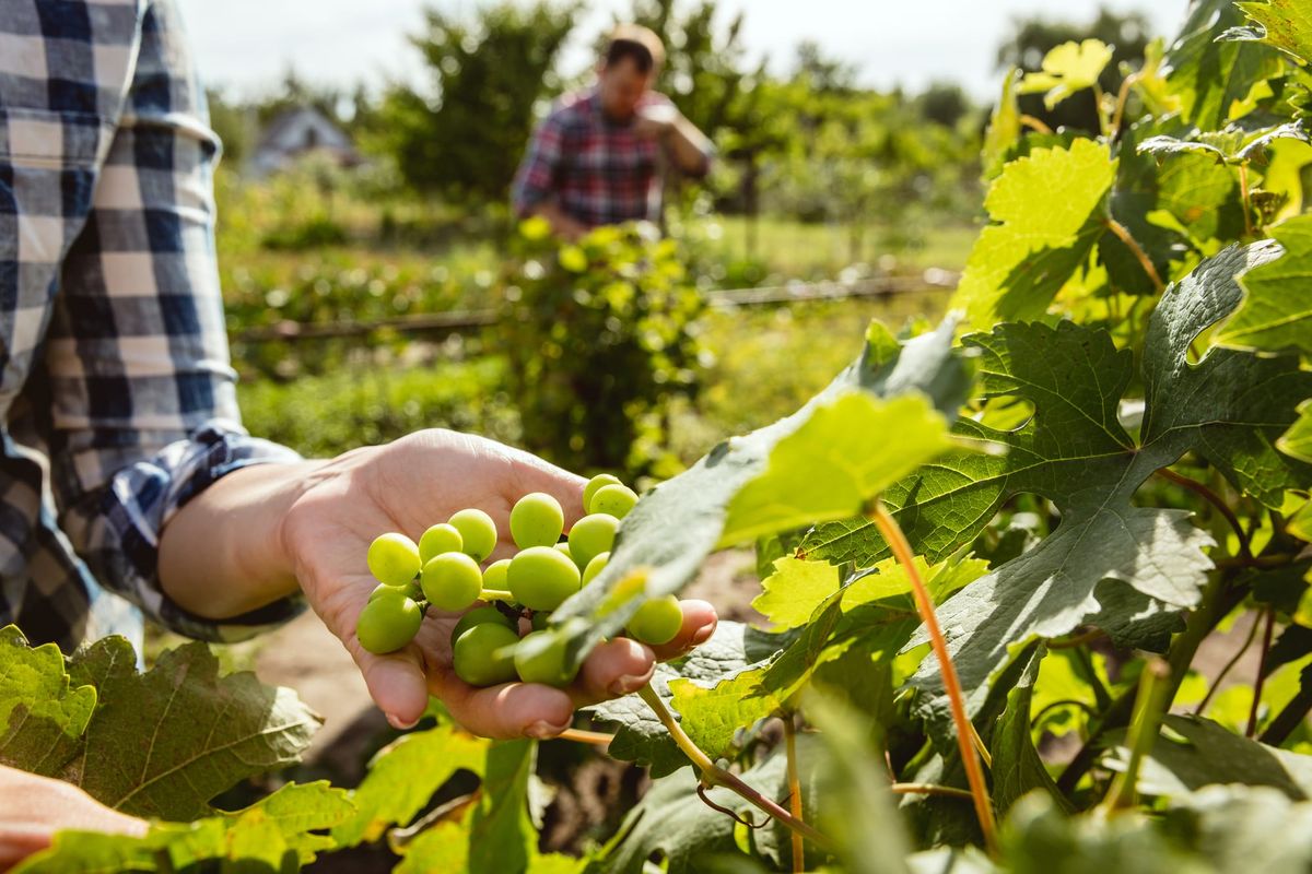 Szőlősgazdák, biztosításra fel!