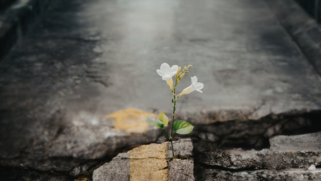 Praying for Small Things