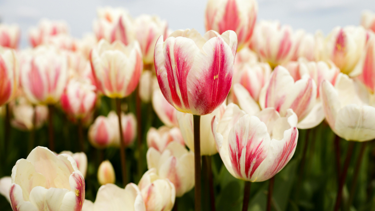 Two Kinds of Grace and We're Living in Both