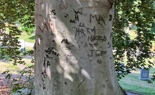 the trunk of a beech tree with various initials carved in it. Behind it are tombstones.