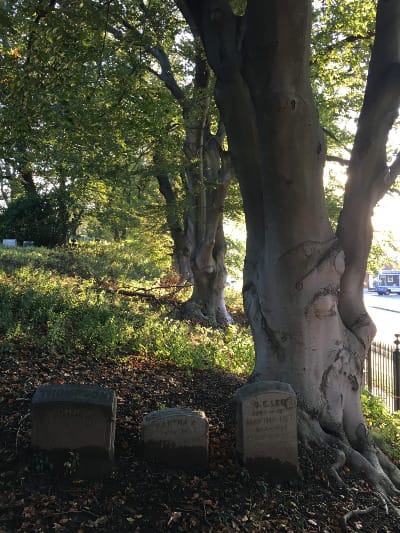 A row of three beech trees on the edge of a slope. Next to the first one are three tombstones of various shapes