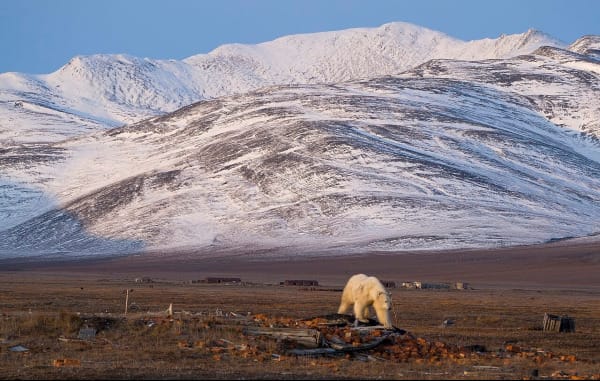 a polar bear walking across a pile of bricks from a ruined settlement on Wrangel Island, with mountains behind