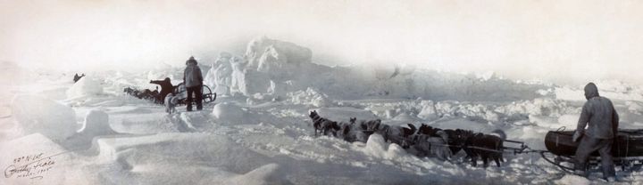 dogs pulling sleds as part of the Ziegler Polar Expedition of 1903 to 1905