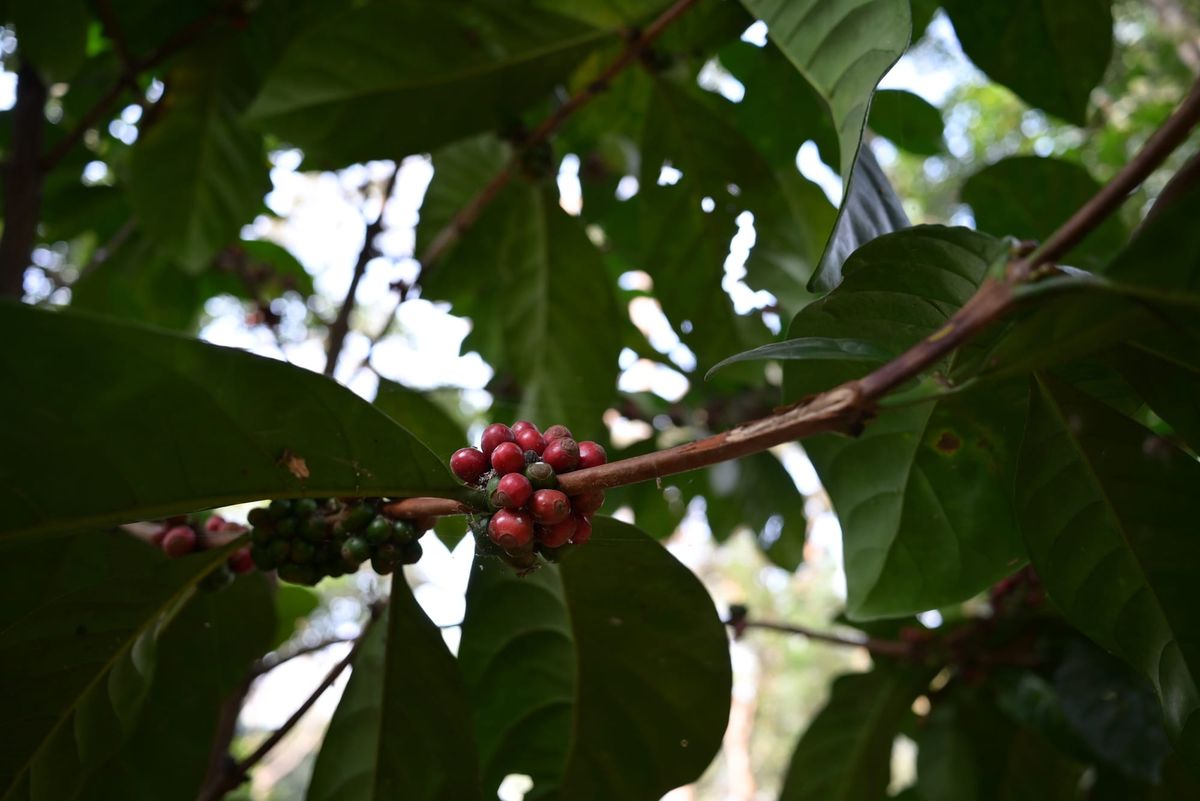 Tree Coffee Development in India