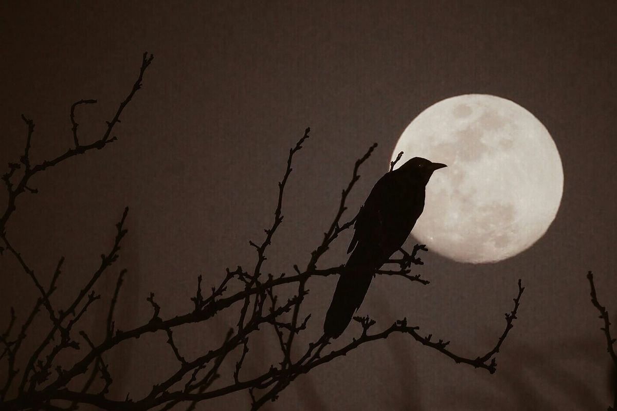 Moonscopes: Full Moon in Leo