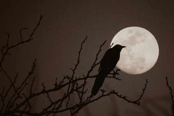 Moonscopes: Full Moon in Leo