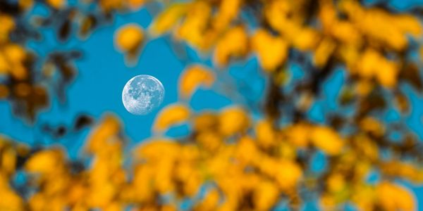 Moonscopes: Eclipse in Aquarius