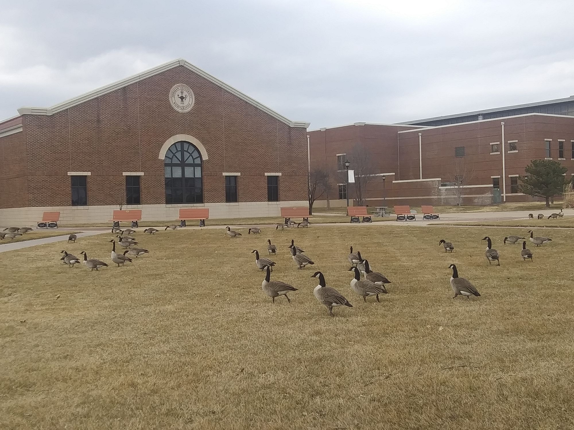 Geese’s presence wanted despite unwanted presents