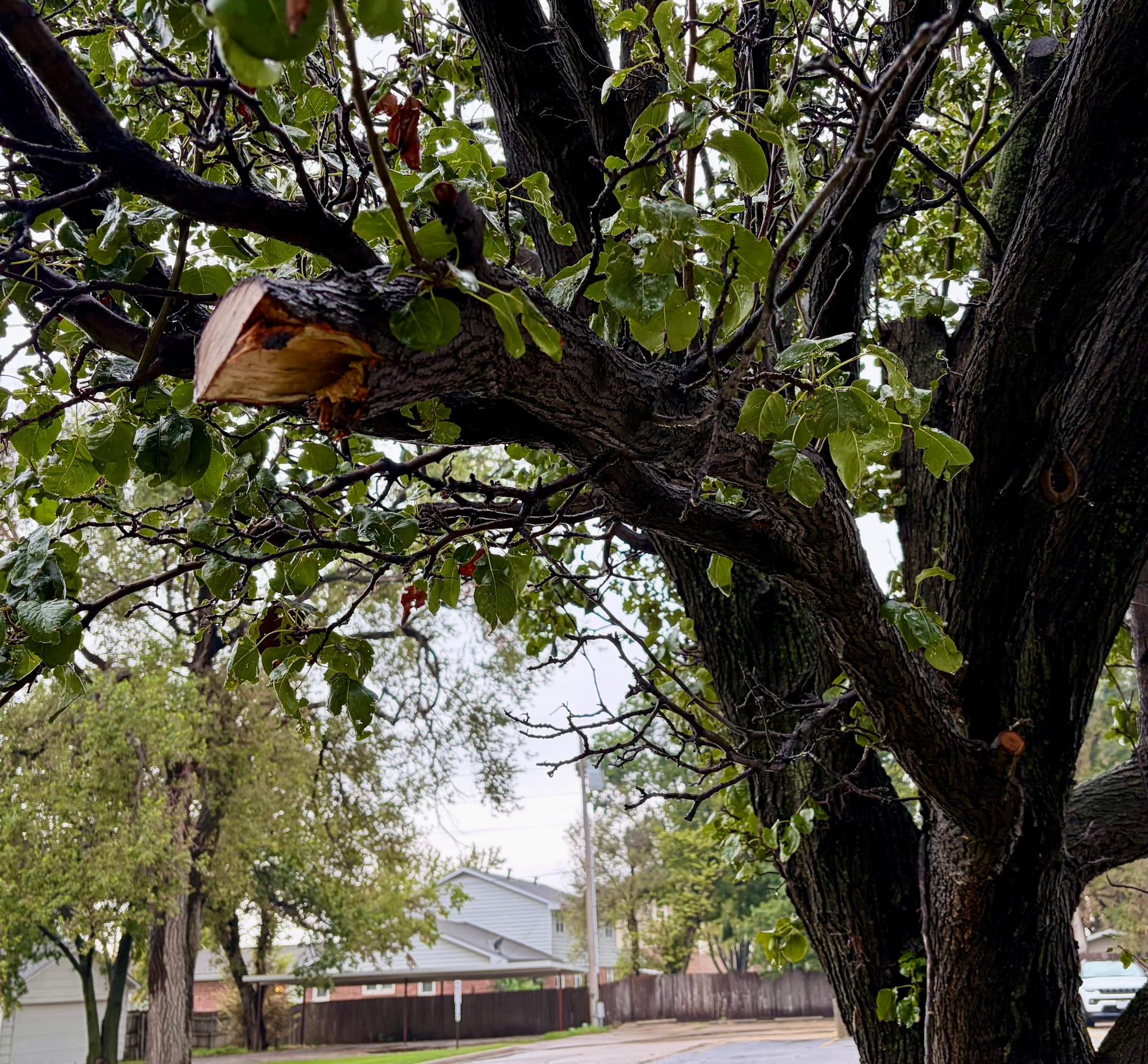 Campus tree lands knockout punch, concusses student, loses a branch