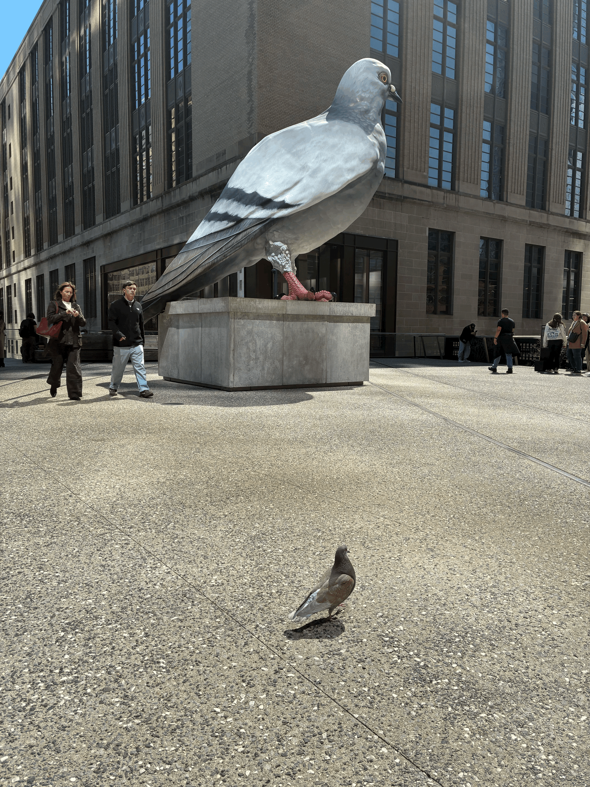 It's Just a Pigeon... So Why Are 7,000 New Yorkers Fighting to Keep It?