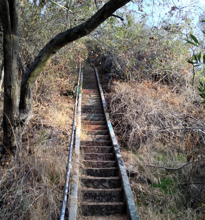 A set of concrete stairs with graffiti on them ascending a hill, surrounded by dry grass and overgrown vegetation, with trees on either side.
