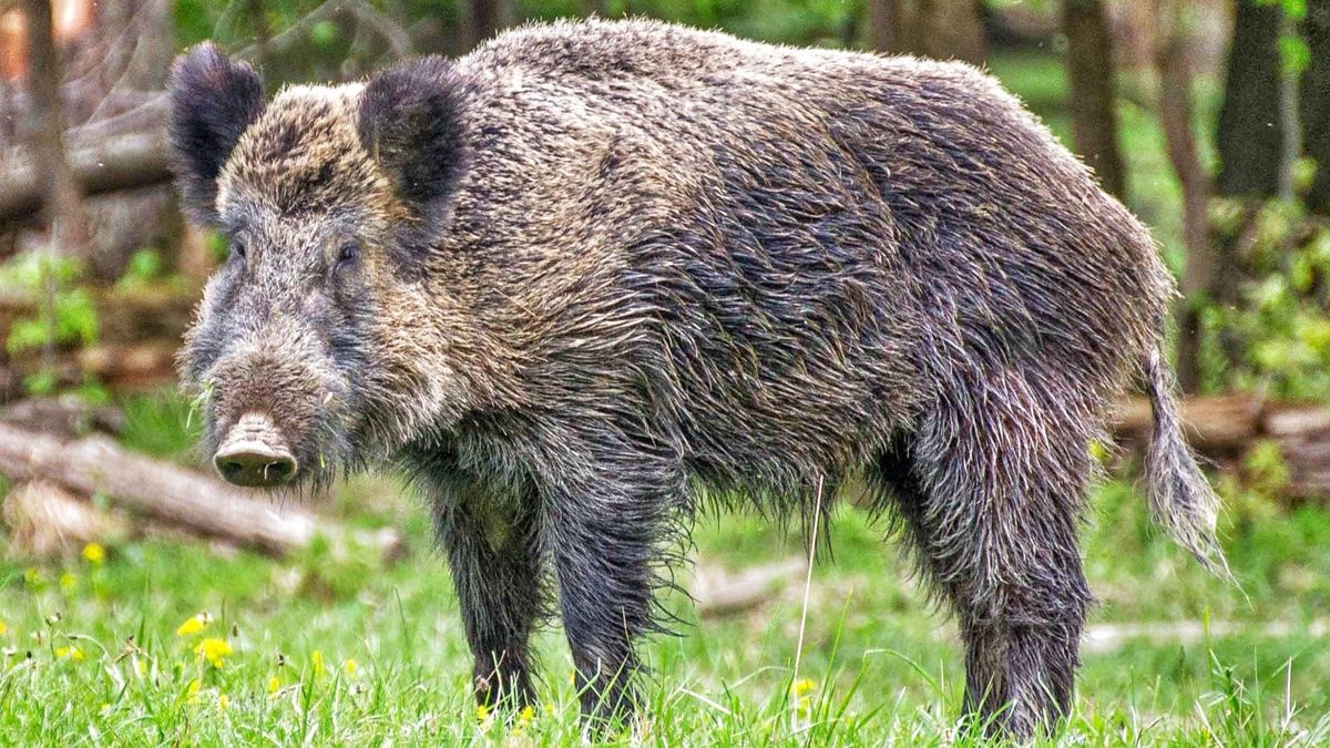 boar in a countryside area