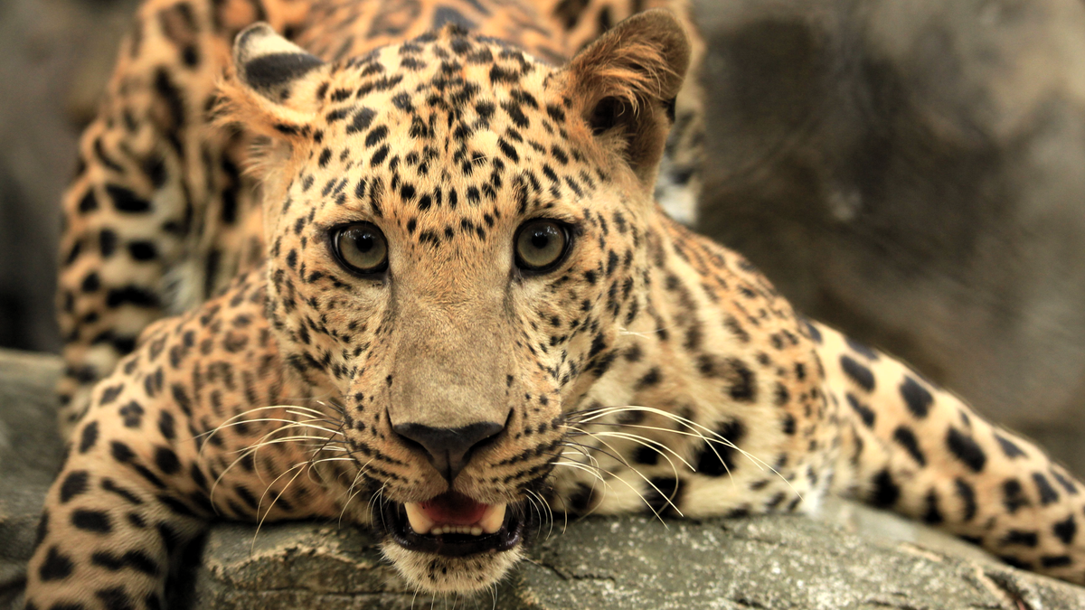 A close-up photograph of a beautiful leopard lying on a large rock and looking directly at the camera.