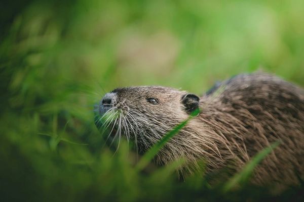 Close-up photo of a muskrat nestled in lush green grass. Its whiskers are prominent as it sniffs a blade of grass in front of
