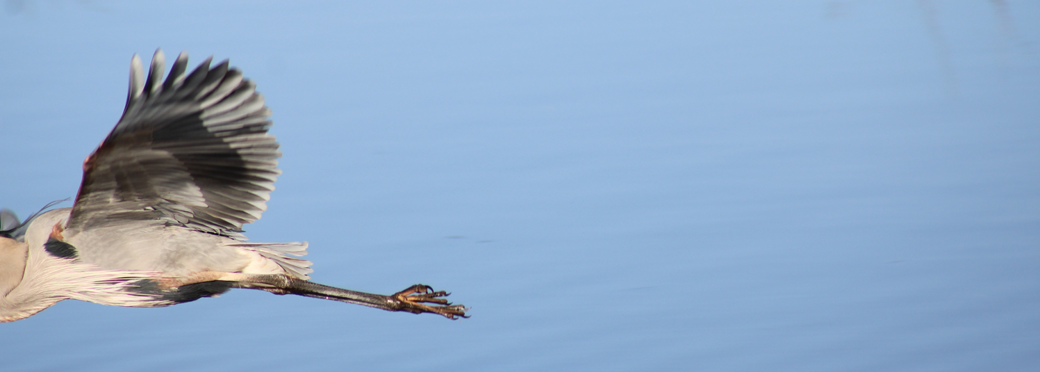 Sara Kate's Bird of the Day