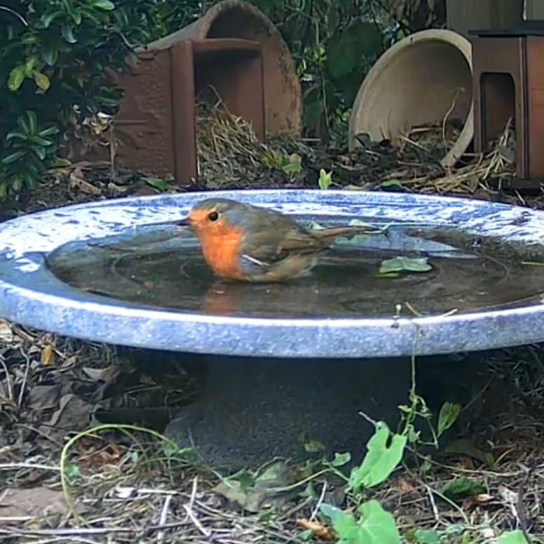A European Robin with a bright orange breast is standing in a blue-rimmed stone birdbath filled with water. Behind it, two rustic plant pots —one brown and one beige—are nestled among green foliage and dry leaves.
