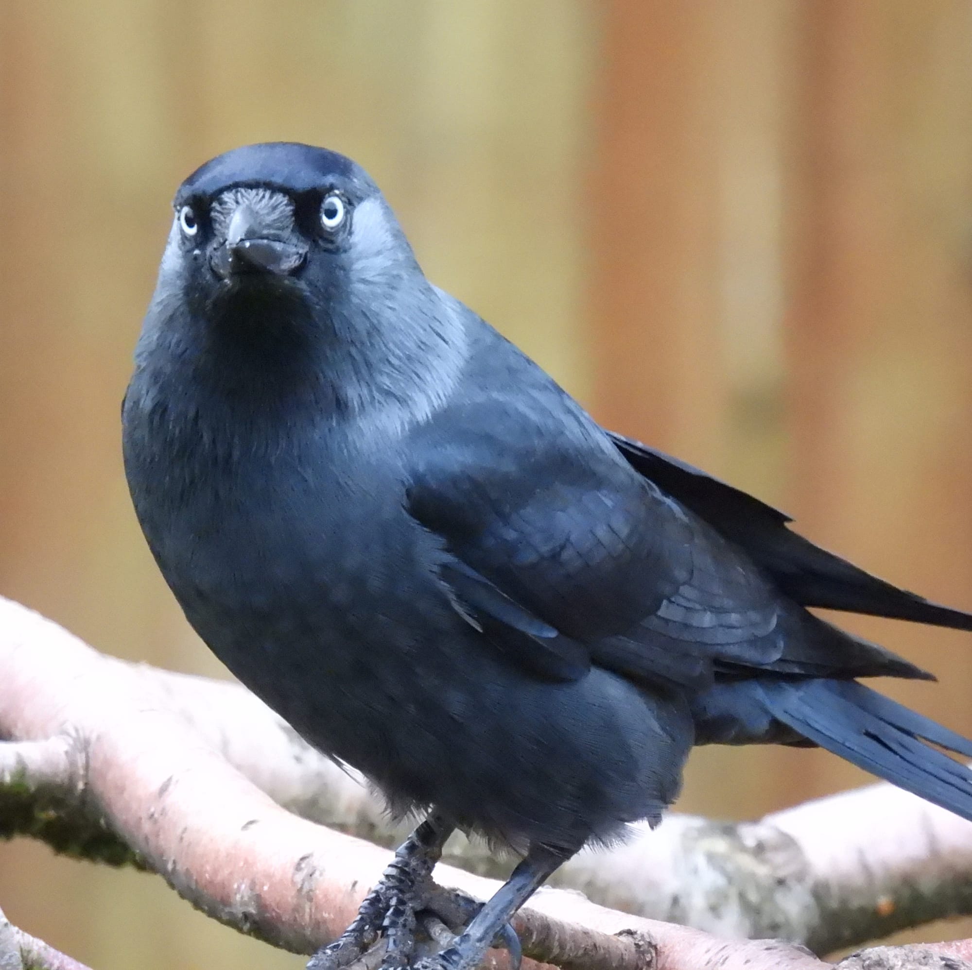 A Eurasian Jackdaw perches on a light-colored tree branch. A sleek, dark bird with a grey nape, sharp bill and striking blue eyes. The bird stands out against the blurred, warm-toned background.
