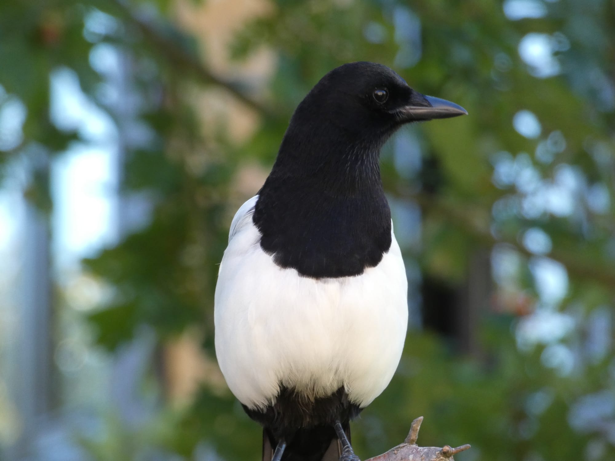 A Common Magpie with a striking black head and white body perches on a small branch, its black-and-white plumage contrasting sharply against a blurred green, leafy background.