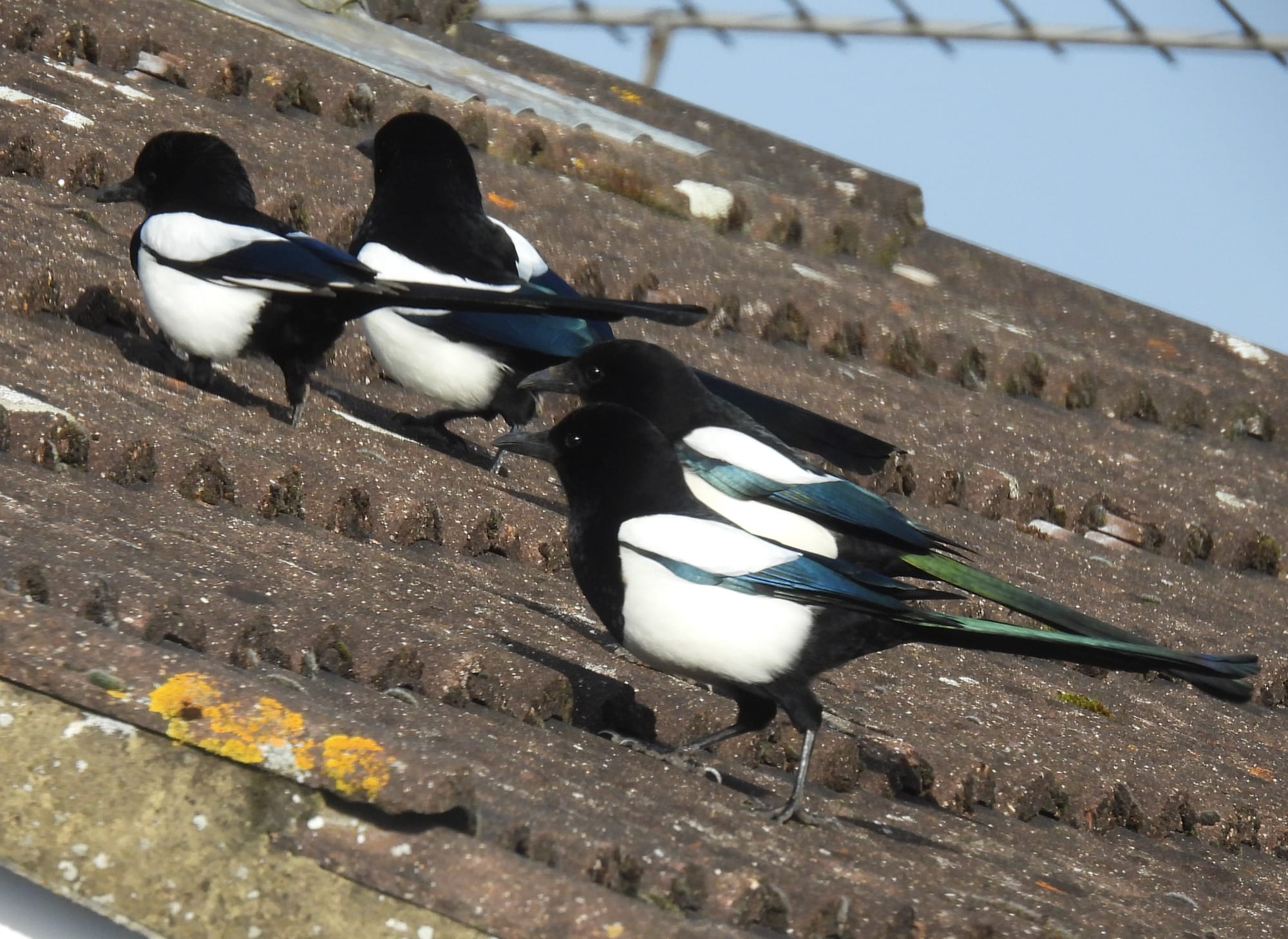  Four Common Magpies with striking black-and-white plumage and iridescent blue-green wings are perched on a weathered, corrugated roof showing patches of orange lichen. The birds are all facing to the left of the frame.