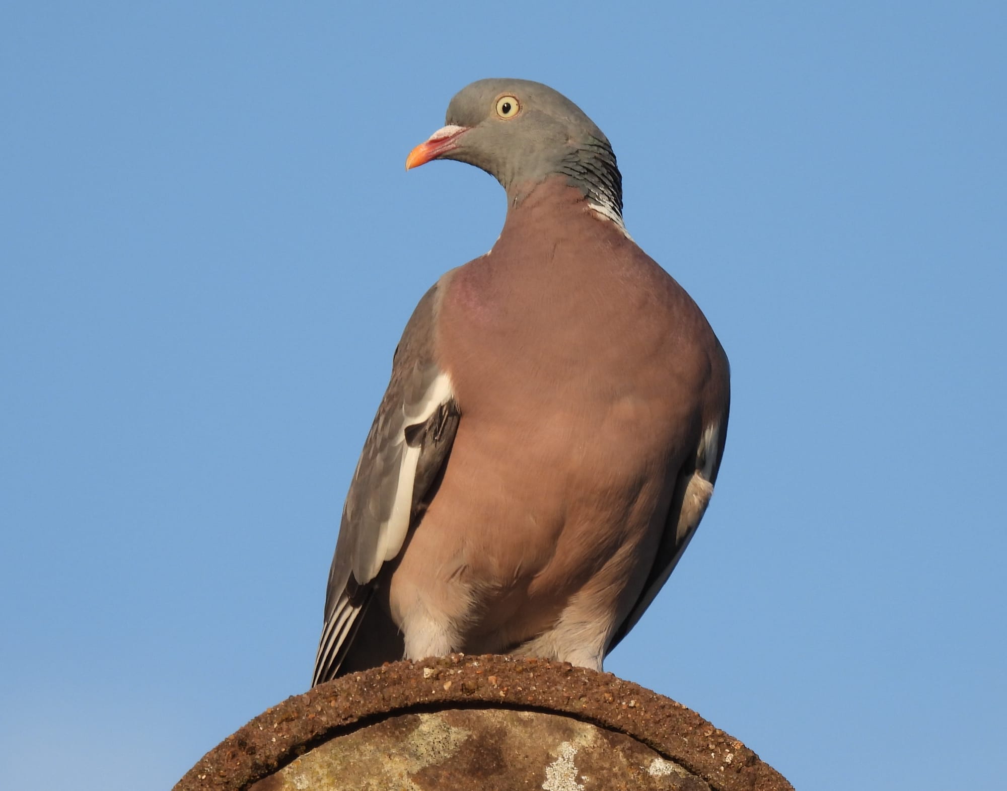 Alt text: A wood pigeon perches on the apex of a brown roof, against a clear blue sky. The bird's head and wings are grey, while its breast has pinkish tones. It has a white patch at the side of its neck and an orange bill. The bird faces left, appearing alert and still.