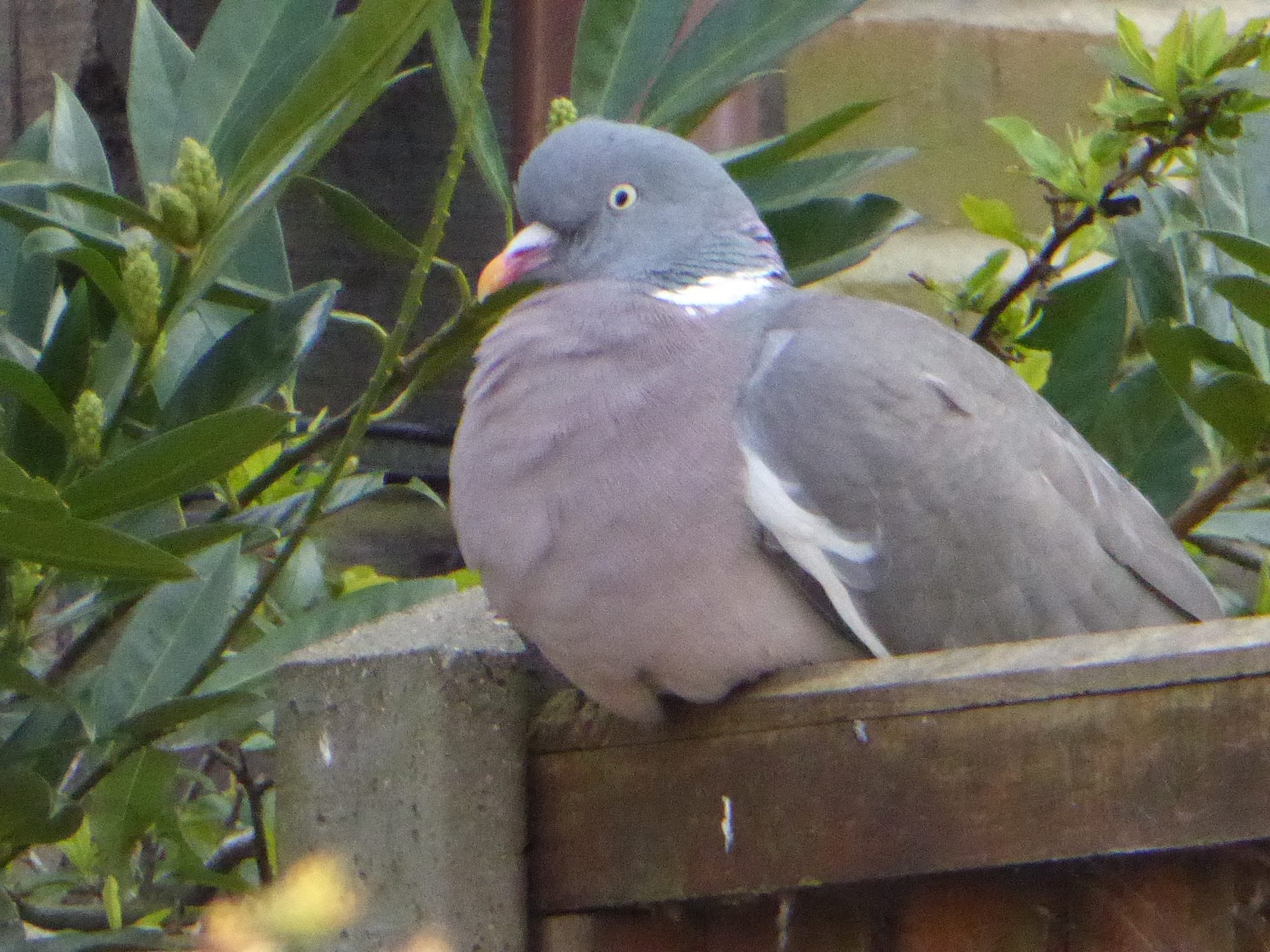 A Common Woodpigeon is settled on a wooden fence rail with its legs hidden by its breast feathers. The bird's head and wings are blueish-grey, while its breast has pinkish tones. It has a white patch at the side of its neck and an orange bill, and the bird is surrounded by green foliage.