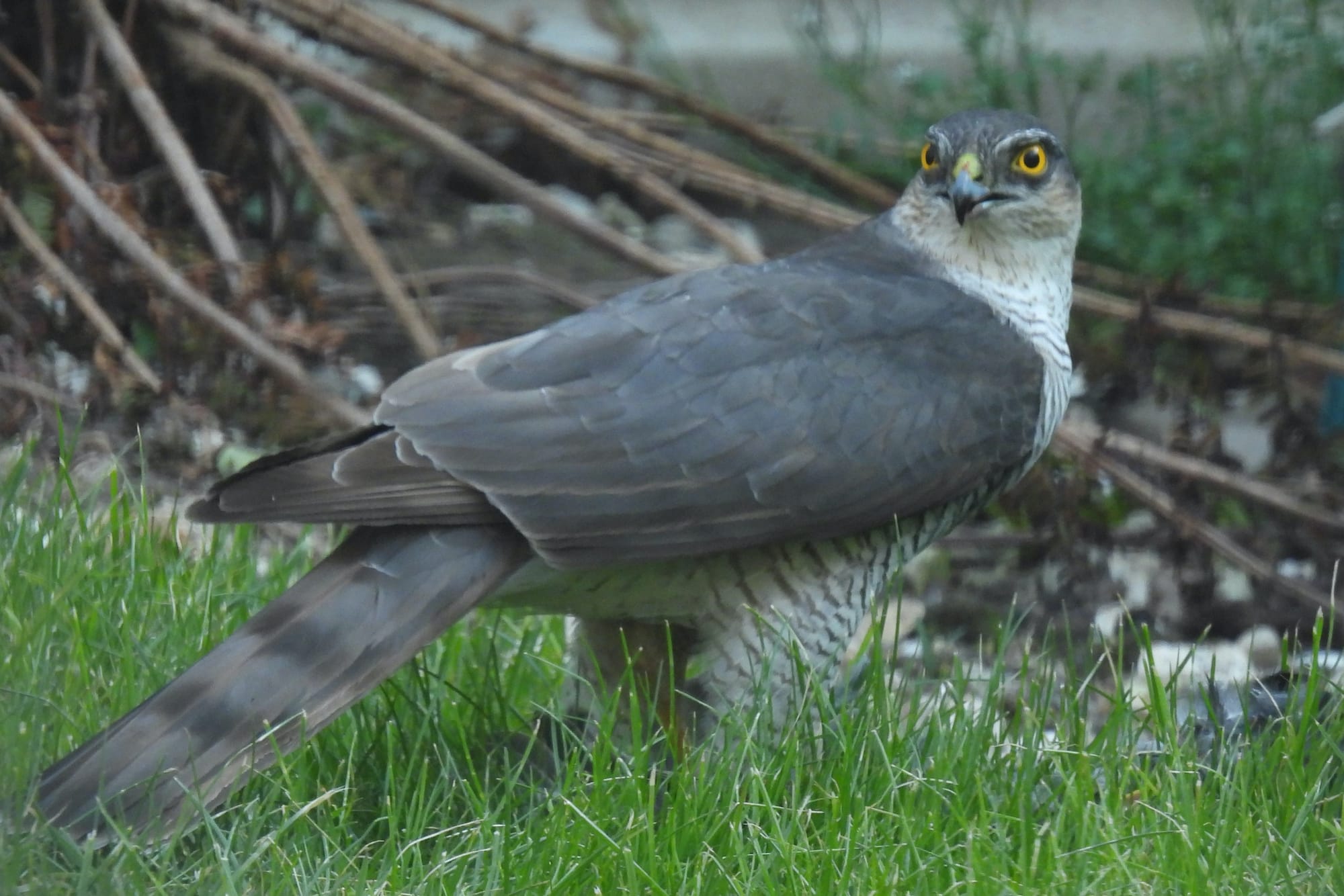 A Eurasian Sparrowhawk with a grey back and dark, barred undersides stands alert on a patch of vibrant green grass. Its body faces the right of the frame while its head faces back towards the camera. It has piercing yellow eyes.