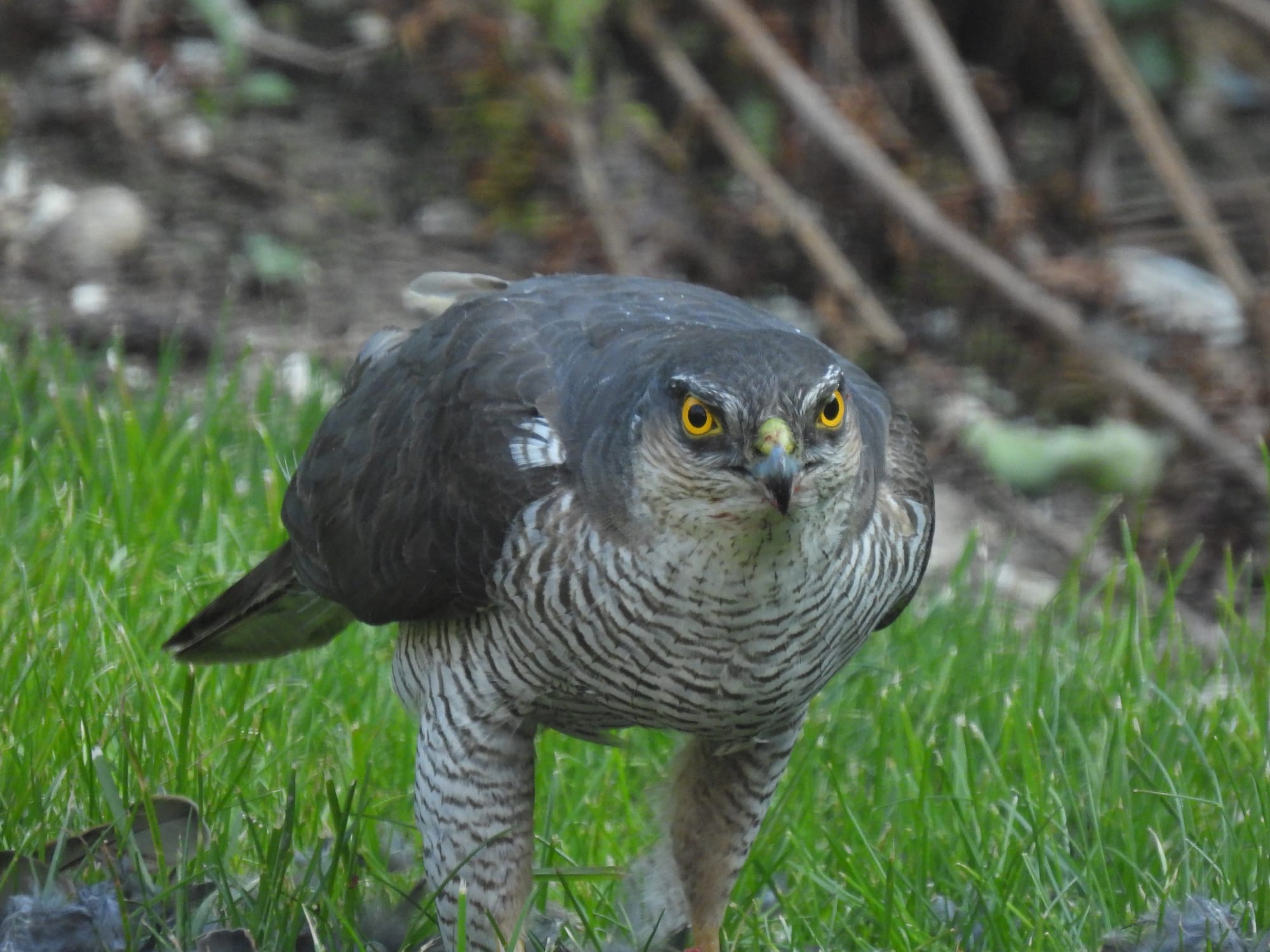 Eurasian Sparrowhawk with striking yellow eyes and a dark, barred chest stands alert on a patch of vibrant green grass, its feathered legs likely gripping prey which is not shown in the frame. The bird is leaning forward and facing the camera.