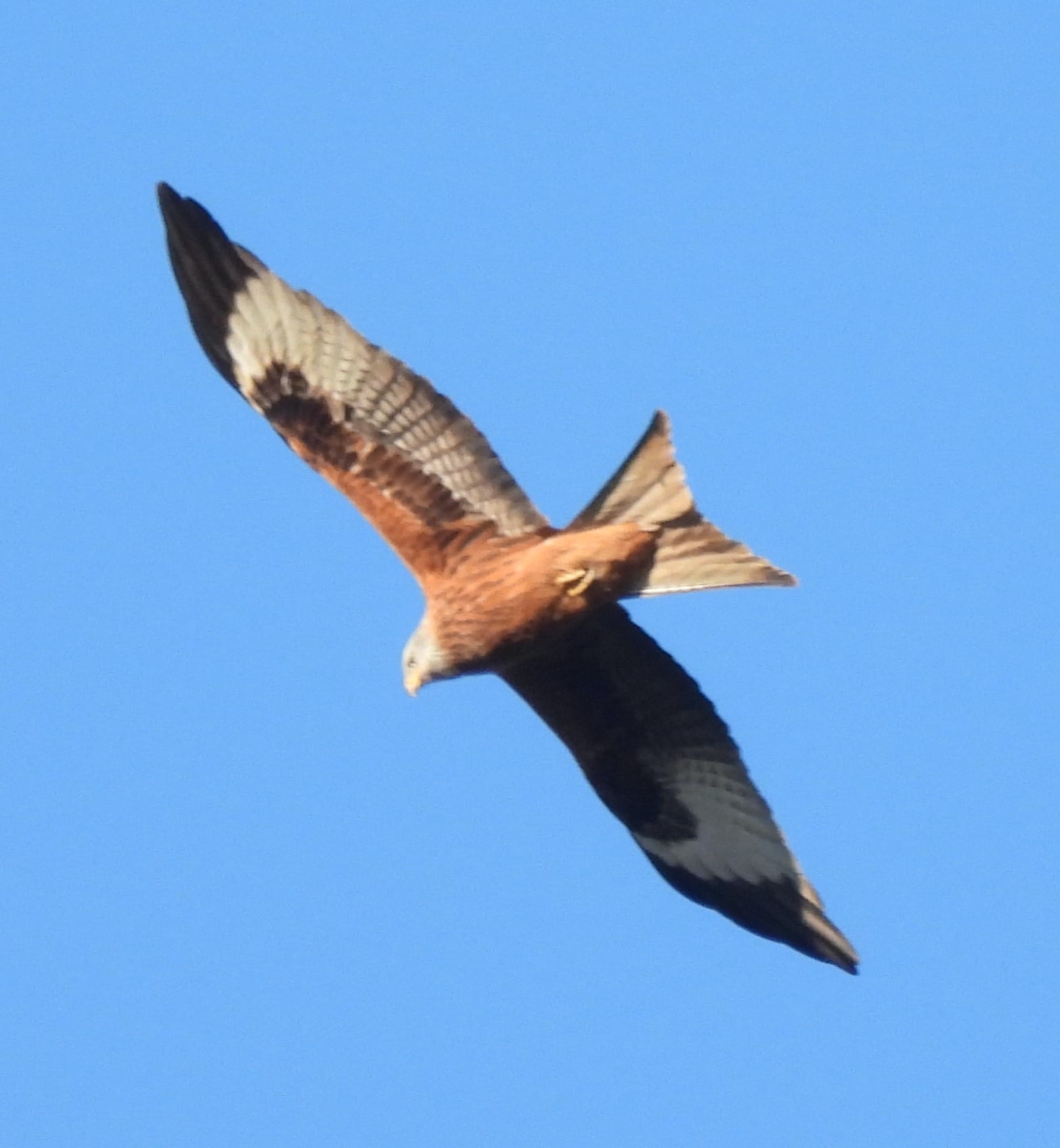 A Red Kite, seen from below, soars through a clear blue sky with its wings spread wide. The bird has a grey head and red-brown body. The forewings are red-brown, with a grey trailing edge and black wing tips.
