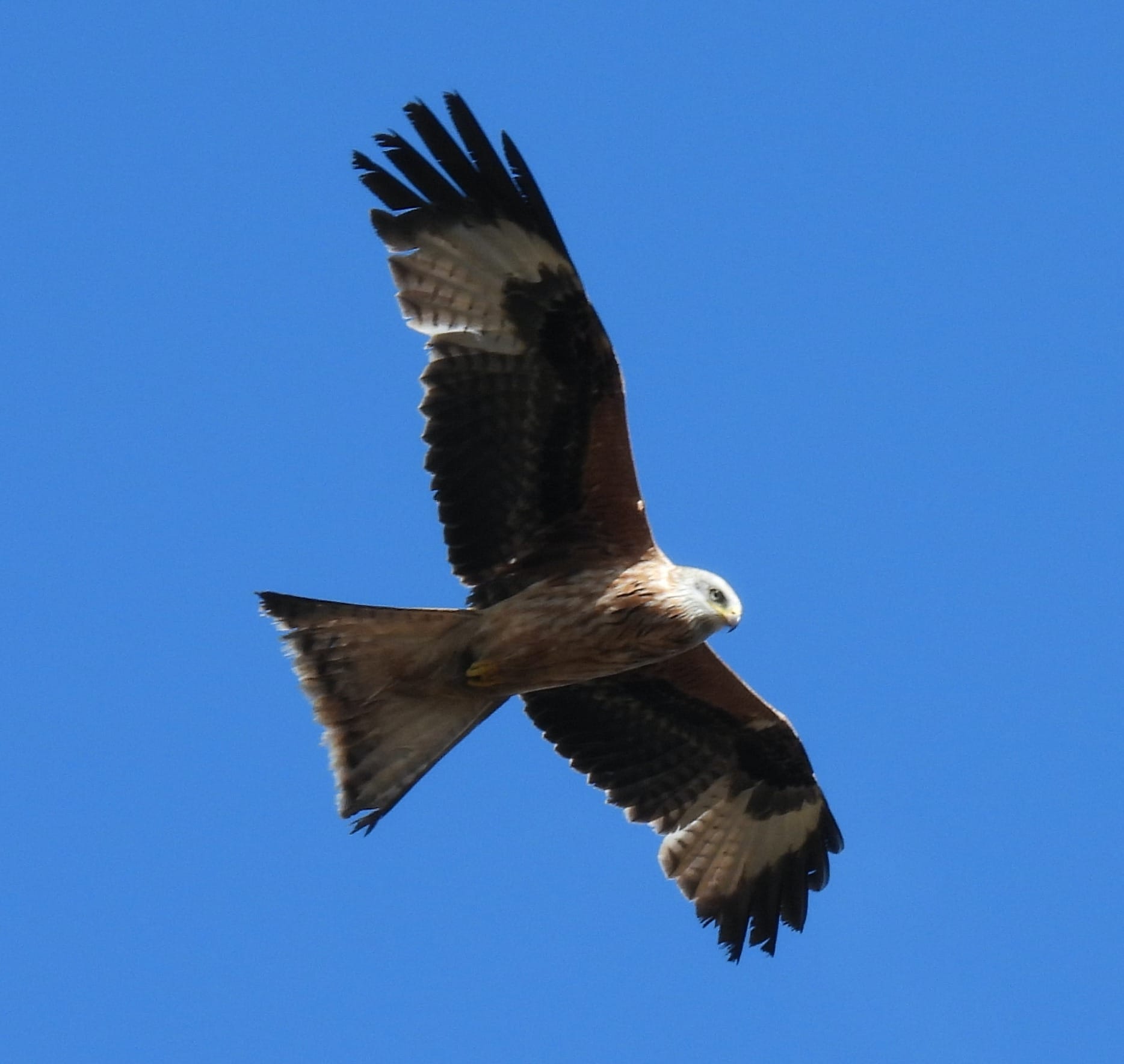 A Red Kite soars against a clear blue sky. Its brown wings are fully extended, showing large pale patches near the black primary feathers. Its undersides are streaked brown, and it has a grey head. The bird is flying to the right of the frame and is looking down towards the ground.